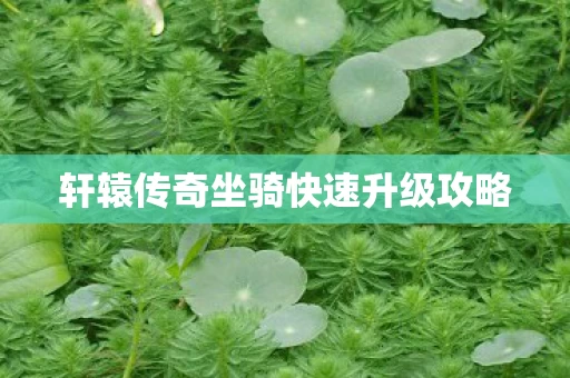 轩辕传奇坐骑快速升级攻略图片