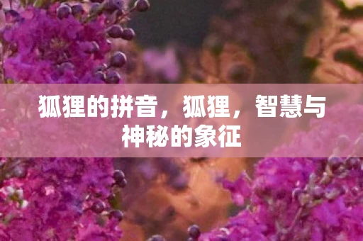 狐狸的拼音，狐狸，智慧与神秘的象征