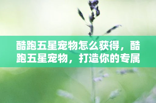 酷跑五星宠物怎么获得，酷跑五星宠物，打造你的专属萌宠，开启无限可能