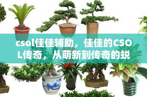 csol佳佳辅助，佳佳的CSOL传奇，从萌新到传奇的蜕变