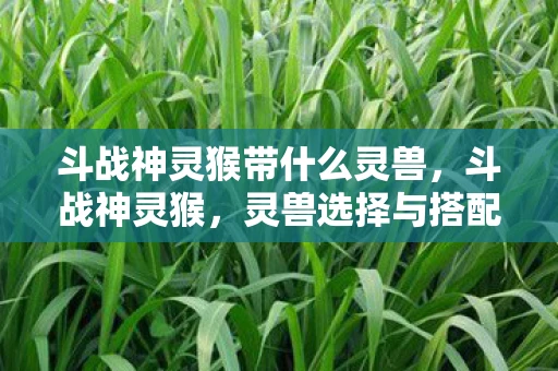 斗战神灵猴带什么灵兽，斗战神灵猴，灵兽选择与搭配指南