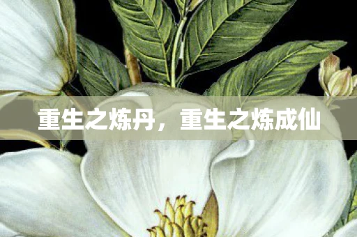 重生之炼丹，重生之炼成仙