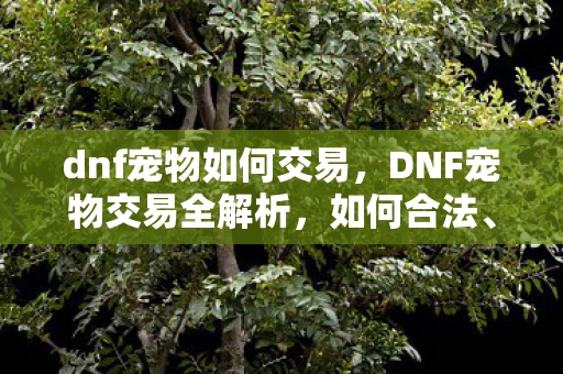 dnf宠物如何交易，DNF宠物交易全解析，如何合法、安全地交易宠物