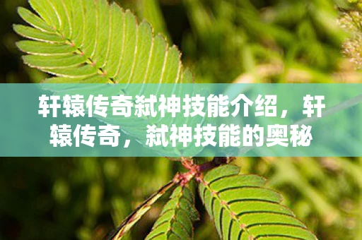 轩辕传奇弑神技能介绍，轩辕传奇，弑神技能的奥秘