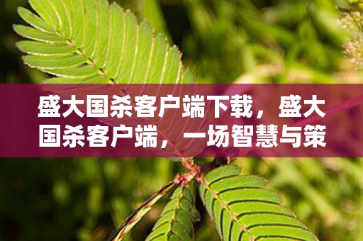 盛大国杀客户端下载，盛大国杀客户端，一场智慧与策略的盛宴