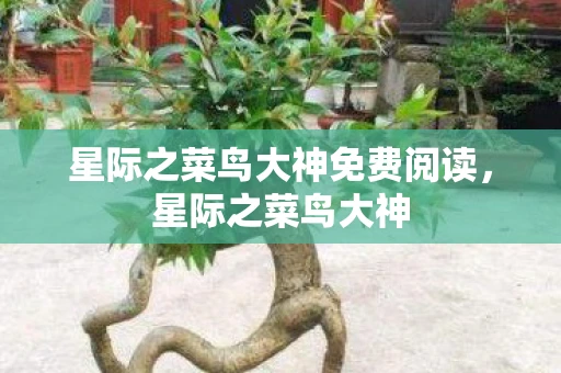 星际之菜鸟大神免费阅读，星际之菜鸟大神