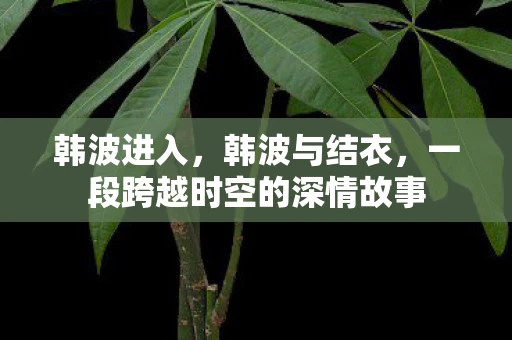 韩波进入，韩波与结衣，一段跨越时空的深情故事