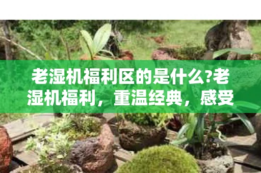 老湿机福利区的是什么?老湿机福利，重温经典，感受岁月的沉淀
