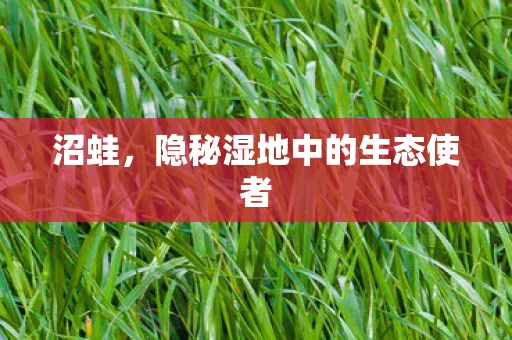 沼蛙，隐秘湿地中的生态使者