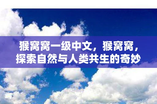 猴窝窝一级中文，猴窝窝，探索自然与人类共生的奇妙世界