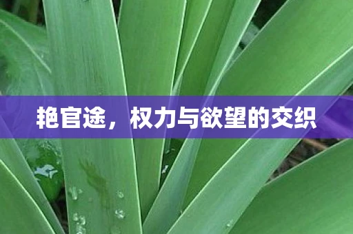 艳官途，权力与欲望的交织