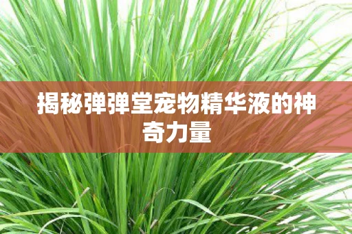 揭秘弹弹堂宠物精华液的神奇力量图片