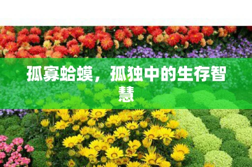 孤寡蛤蟆，孤独中的生存智慧