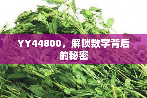 YY44800，解锁数字背后的秘密