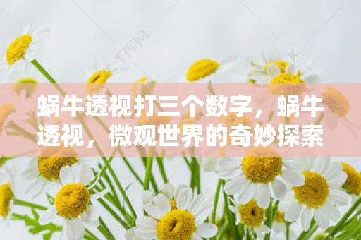 蜗牛透视打三个数字，蜗牛透视，微观世界的奇妙探索