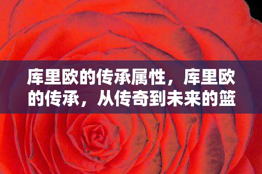 库里欧的传承属性，库里欧的传承，从传奇到未来的篮球传奇