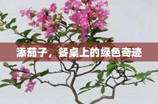 添茄子，餐桌上的绿色奇迹