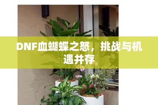 DNF血蝴蝶之怒图片