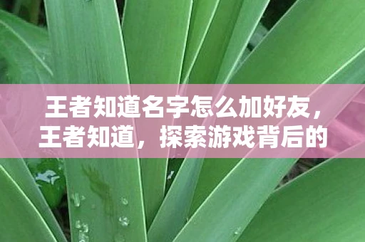 王者知道名字怎么加好友，王者知道，探索游戏背后的深层意义