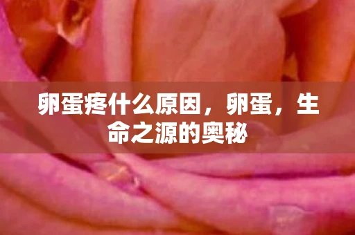 卵蛋疼什么原因，卵蛋，生命之源的奥秘