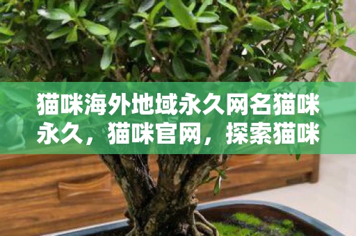 猫咪海外地域永久网名猫咪永久，猫咪官网，探索猫咪世界的奇妙之旅