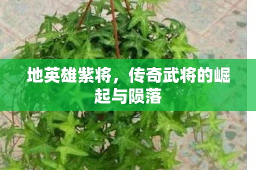 地英雄紫将，传奇武将的崛起与陨落