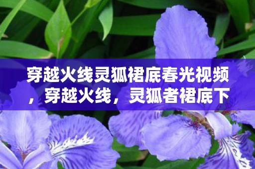 穿越火线灵狐裙底春光视频，穿越火线，灵狐者裙底下的秘密