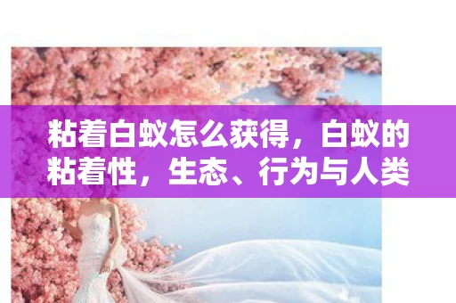 粘着白蚁怎么获得，白蚁的粘着性，生态、行为与人类互动的新视角
