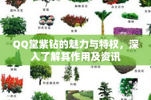 QQ堂紫钻的魅力与特权图片