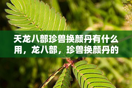 天龙八部珍兽换颜丹有什么用,龙八部,珍兽换颜丹的神秘传说 天龙八部珍兽换颜丹有什么用,龙八部,珍兽换颜丹的神秘传说