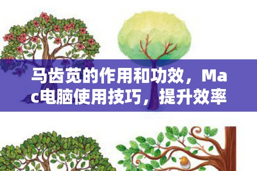 马齿苋的作用和功效,Mac电脑使用技巧,提升效率与保护隐私的全方位指南 马齿苋的作用和功效,Mac电脑使用技巧,提升效率与保护隐私的全方位指南