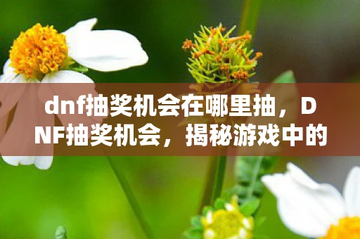 dnf抽奖机会在哪里抽，DNF抽奖机会，揭秘游戏中的神秘宝箱
