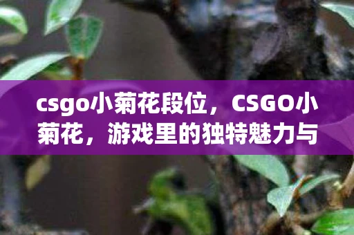csgo小菊花段位,CSGO小菊花,游戏里的独特魅力与玩家情感 csgo小菊花段位,CSGO小菊花,游戏里的独特魅力与玩家情感