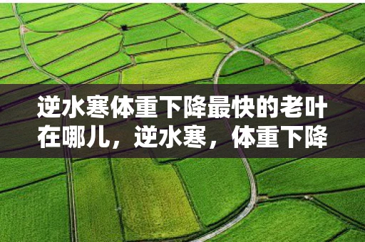逆水寒体重下降最快的老叶在哪儿，逆水寒，体重下降最快的老叶