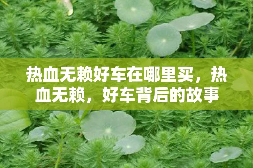 热血无赖好车在哪里买，热血无赖，好车背后的故事