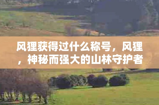 风狸获得过什么称号，风狸，神秘而强大的山林守护者