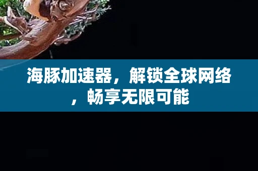 海豚加速器，解锁全球网络，畅享无限可能