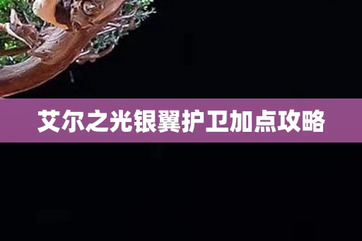 艾尔之光银翼护卫加点攻略图片