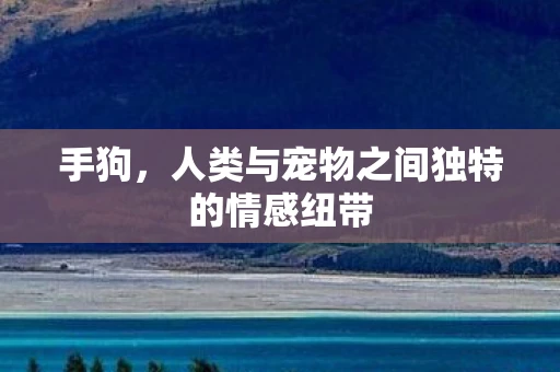 手狗,人类与宠物之间独特的情感纽带 手狗,人类与宠物之间独特的情感纽带
