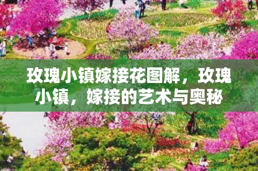 玫瑰小镇嫁接花图解，玫瑰小镇，嫁接的艺术与奥秘