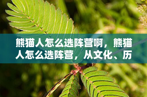 熊猫人怎么选阵营啊，熊猫人怎么选阵营，从文化、历史与游戏策略的角度分析