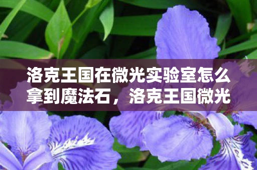 洛克王国在微光实验室怎么拿到魔法石，洛克王国微光实验室位置详解