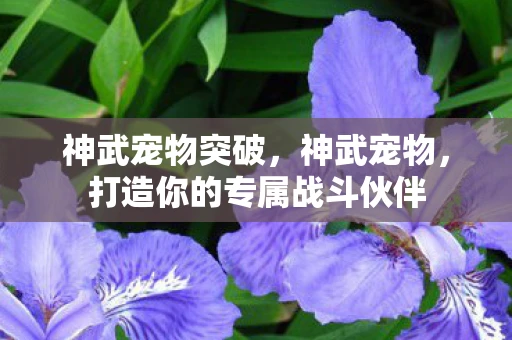 神武宠物突破，神武宠物，打造你的专属战斗伙伴