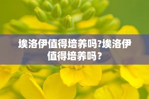 埃洛伊值得培养吗?埃洛伊值得培养吗？