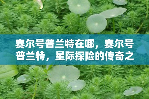 赛尔号普兰特在哪，赛尔号普兰特，星际探险的传奇之旅