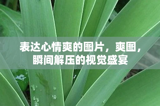 表达心情爽的图片，爽图，瞬间解压的视觉盛宴