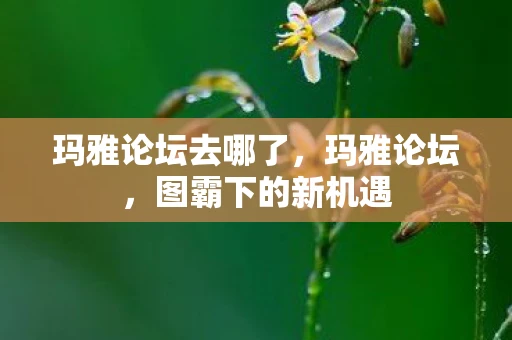 玛雅论坛去哪了,玛雅论坛,图霸下的新机遇 玛雅论坛去哪了,玛雅论坛,图霸下的新机遇