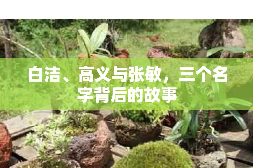 白洁、高义与张敏，三个名字背后的故事
