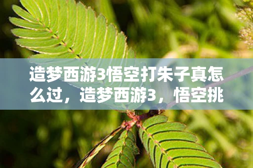 造梦西游3悟空打朱子真怎么过，造梦西游3，悟空挑战朱子真，解锁西游新篇章