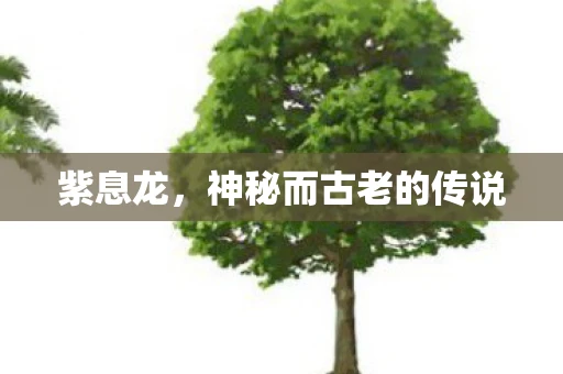 紫息龙，神秘而古老的传说